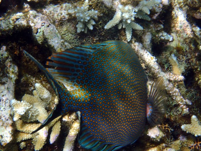 Siganus punctatus
