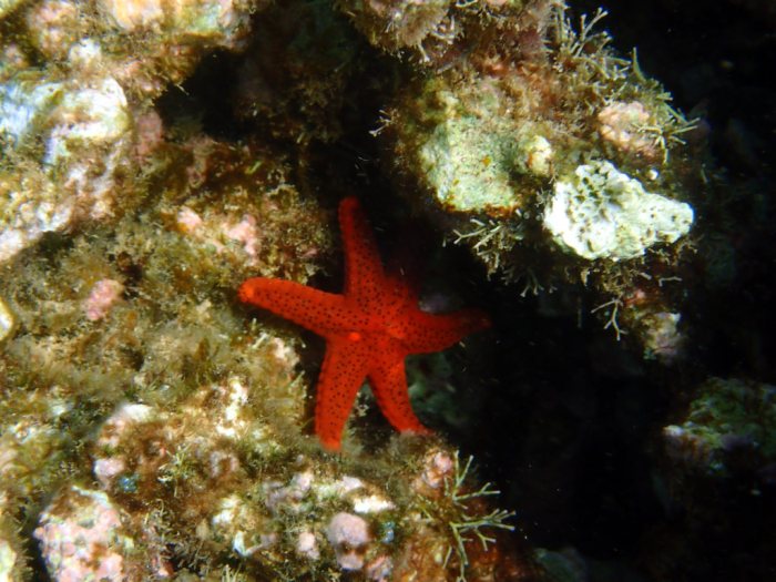 Echinaster luzonicus