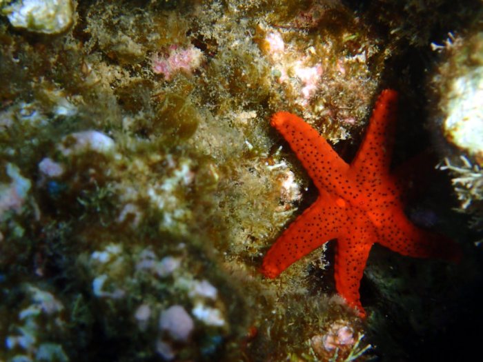 Echinaster luzonicus