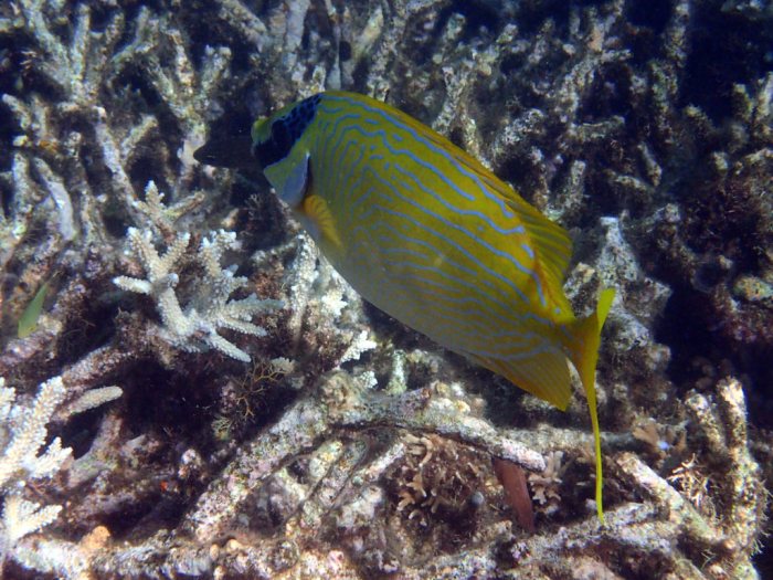 Siganus puellus