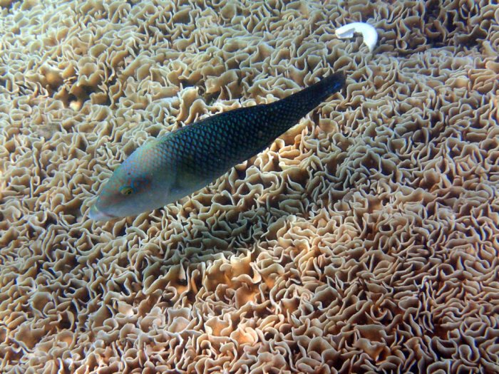 Hemigymnus melapterus