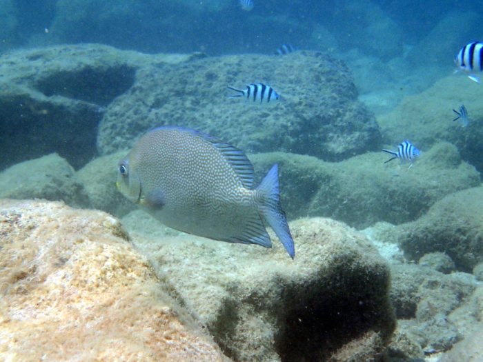 Siganus punctatus