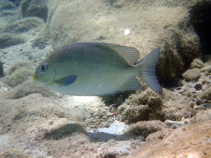Siganus punctatus