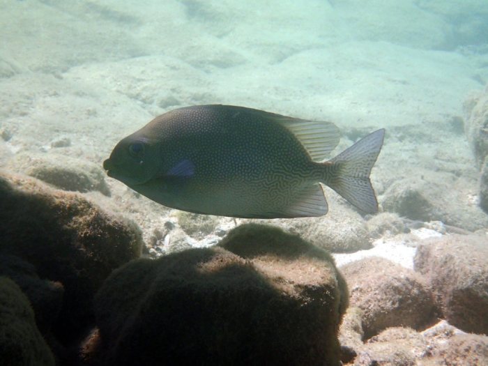 Siganus punctatus