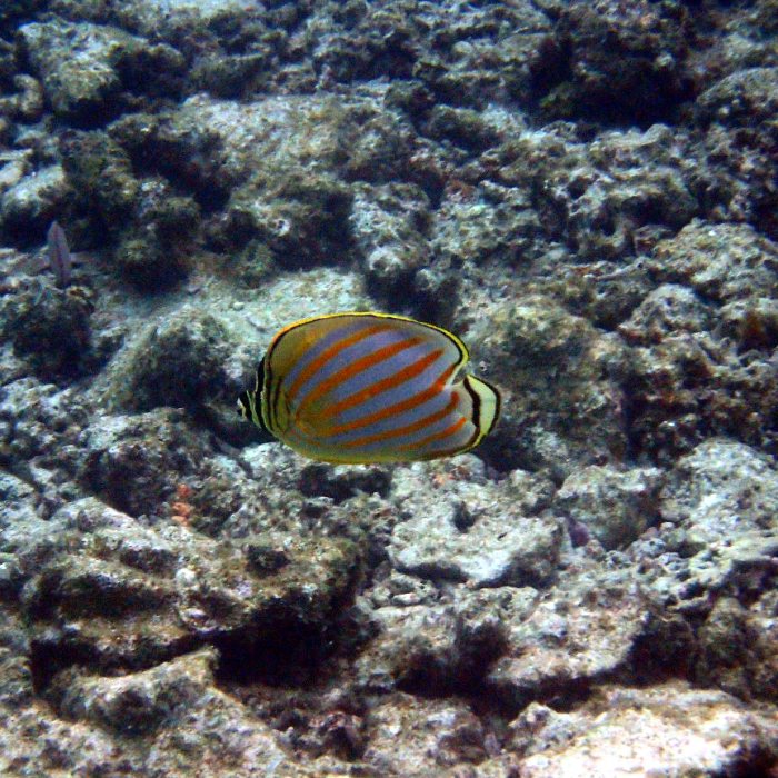 Chaetodon ornatissimus