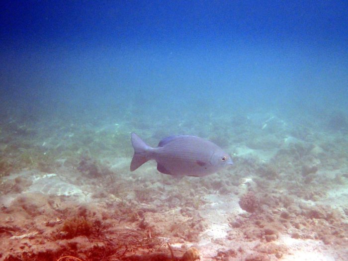 Kyphosus pacificus