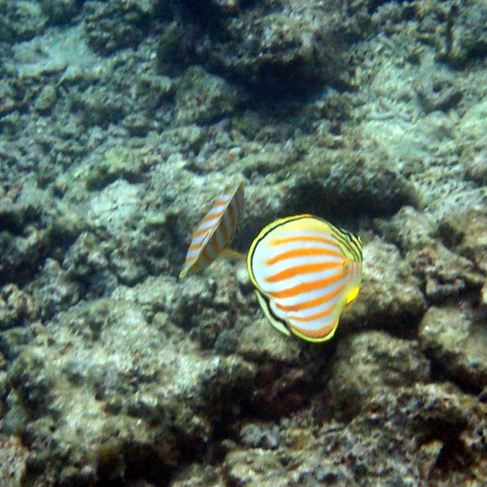 Chaetodon ornatissimus