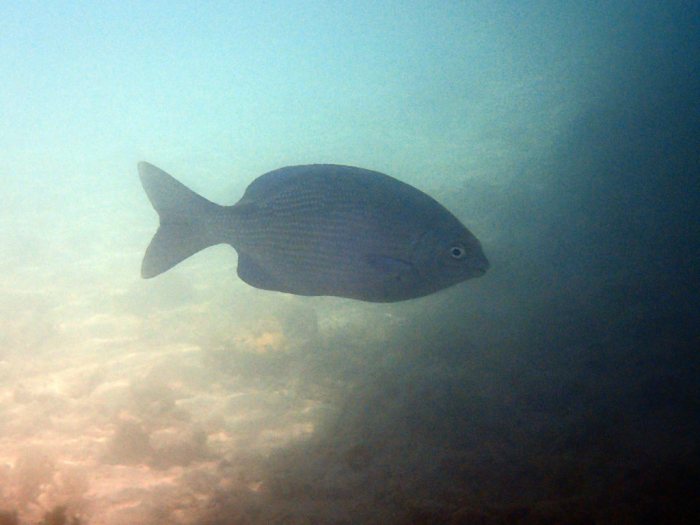 Kyphosus pacificus