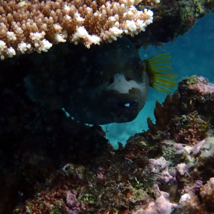 Arothron nigropunctatus