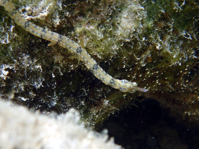 Corythoichthys haematopterus
