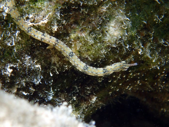 Corythoichthys haematopterus