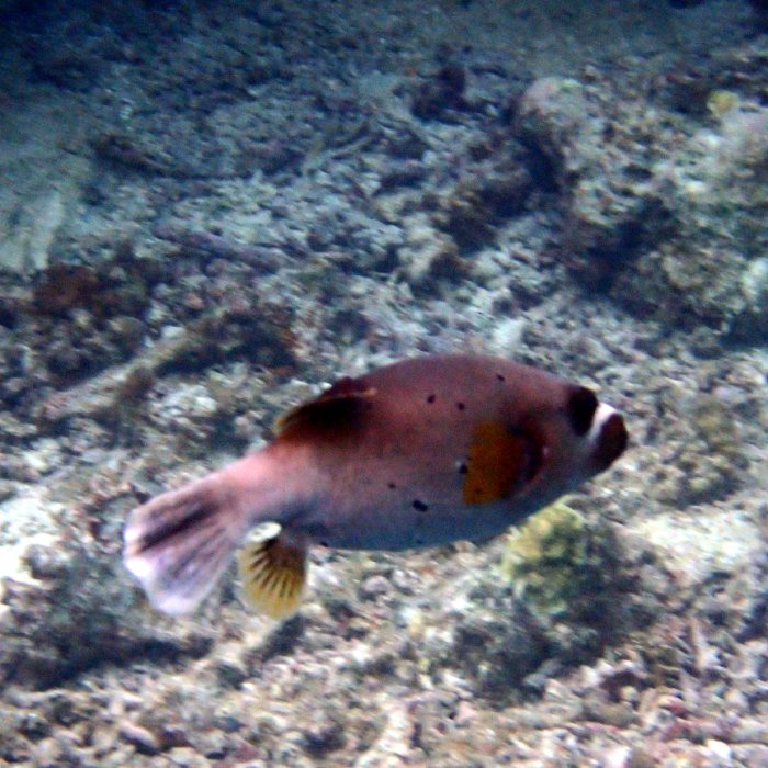 Arothron nigropunctatus