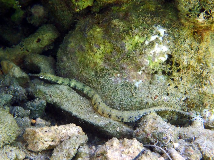 Corythoichthys intestinalis