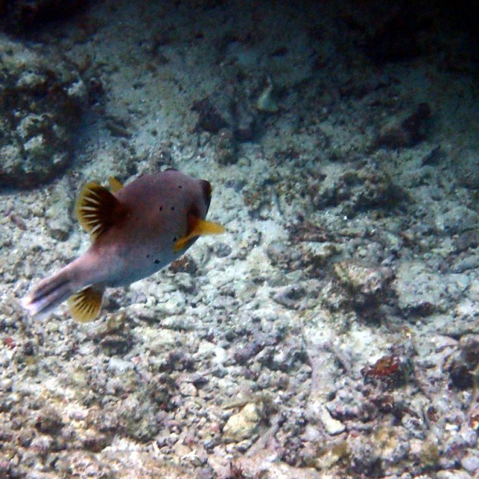Arothron nigropunctatus