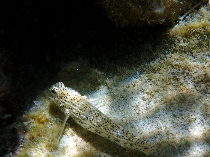 Istigobius decoratus