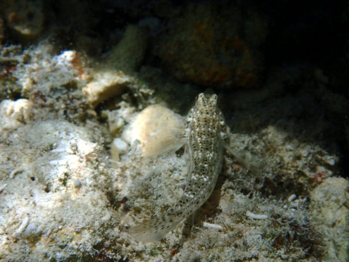 Istigobius decoratus