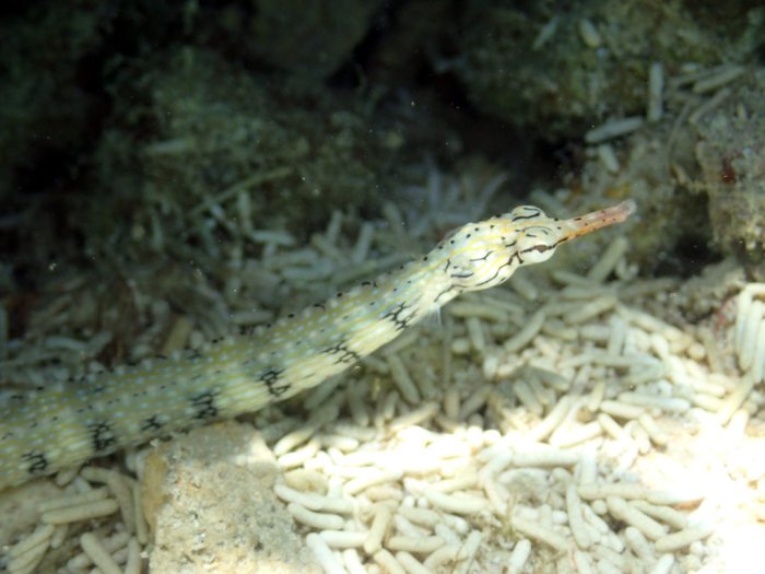 Corythoichthys haematopterus