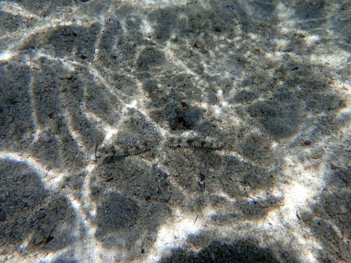 Archaster typicus