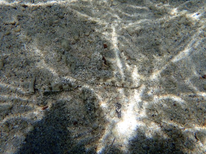 Archaster typicus
