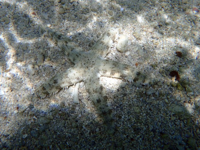 Archaster typicus