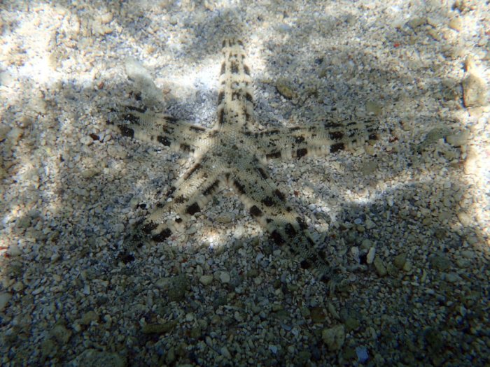 Archaster typicus