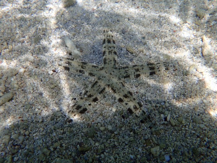Archaster typicus