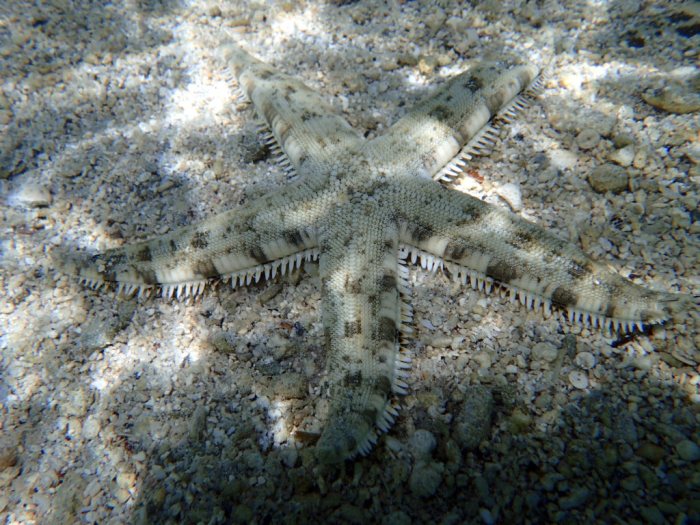 Archaster typicus