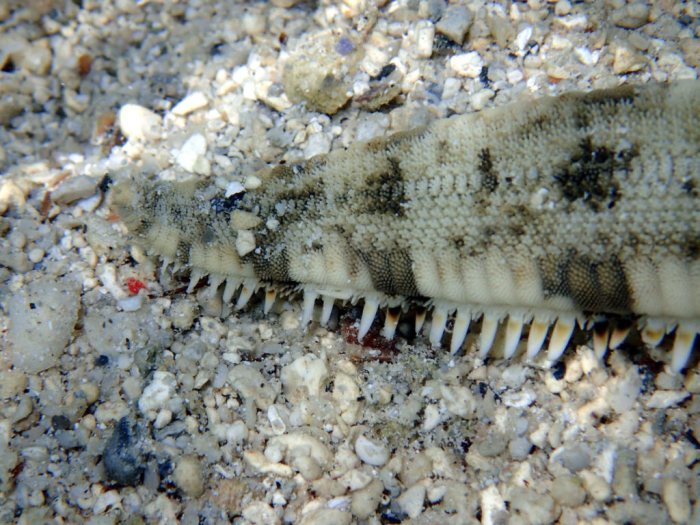Archaster typicus