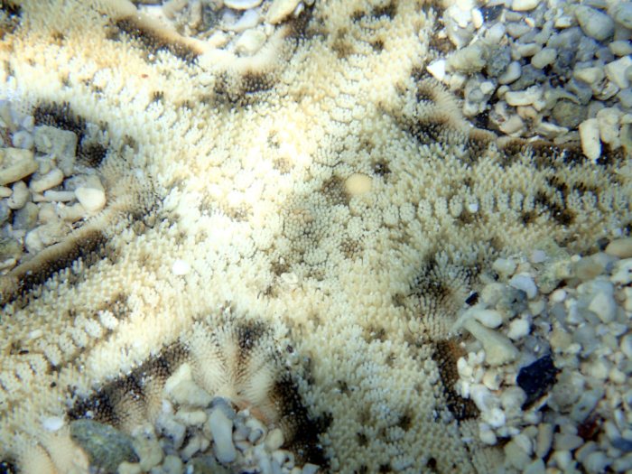 Archaster typicus