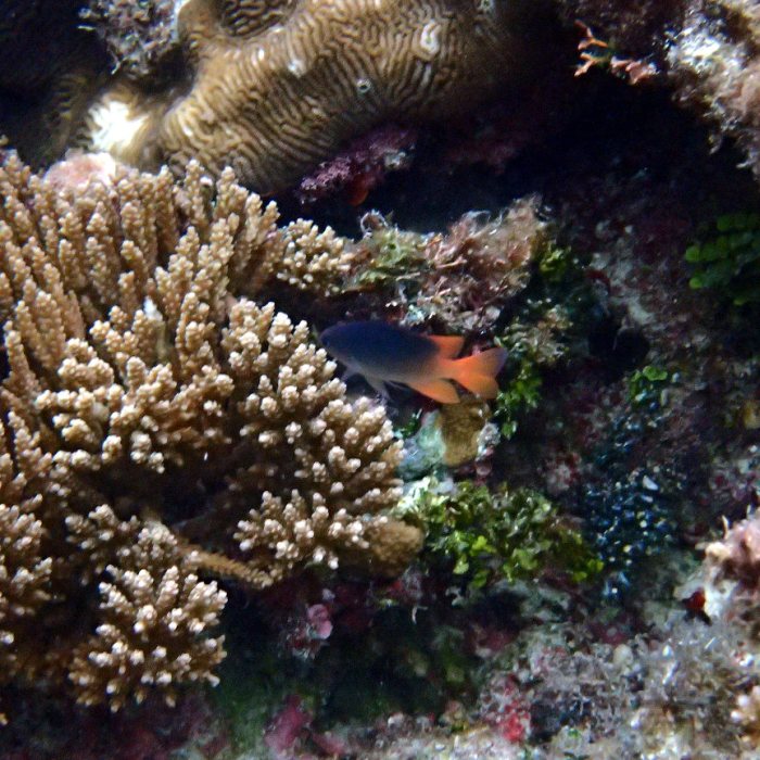 Poissons osseux