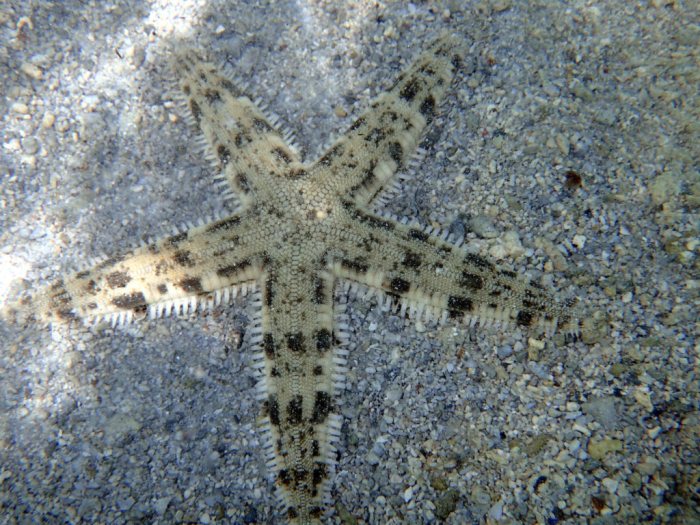 Archaster typicus