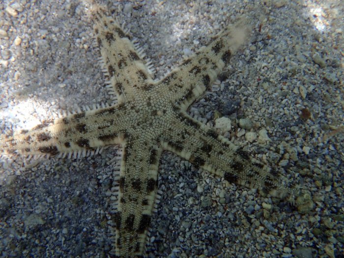 Archaster typicus