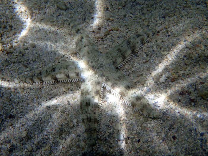 Archaster typicus