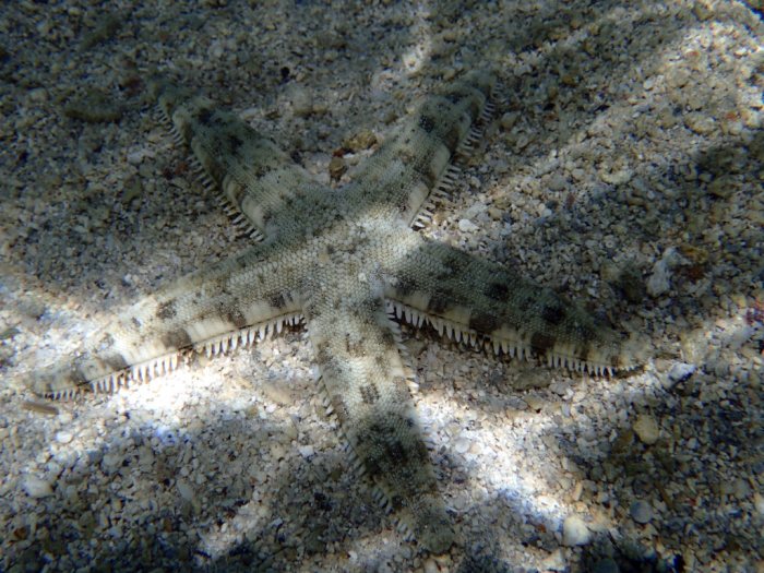 Archaster typicus