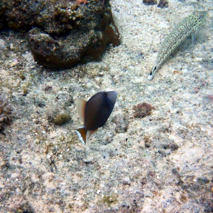 Sufflamen chrysopterum