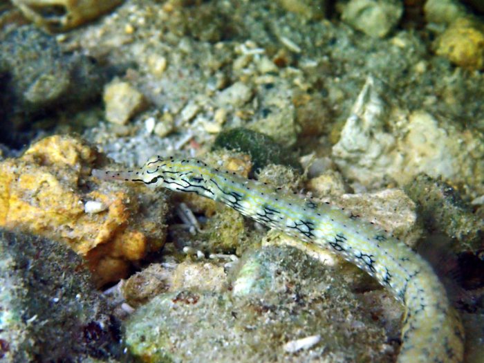 Corythoichthys haematopterus