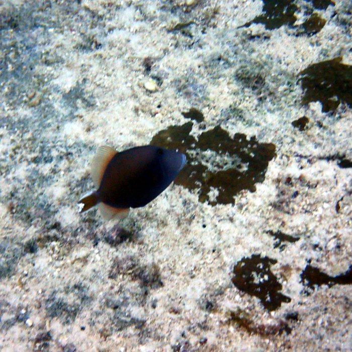 Sufflamen chrysopterum