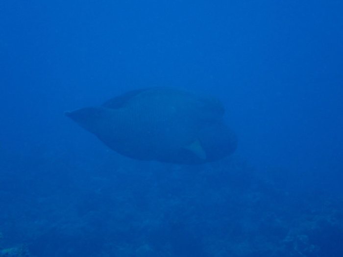 Cheilinus undulatus