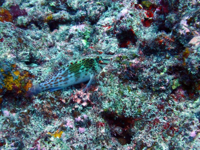 Cirrhitichthys falco