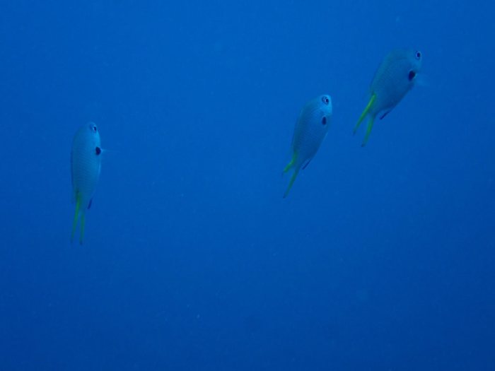 Poissons osseux