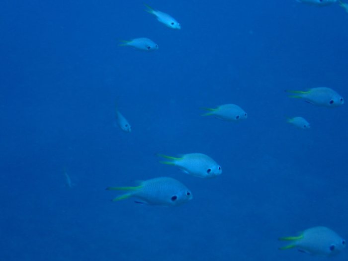 Poissons osseux