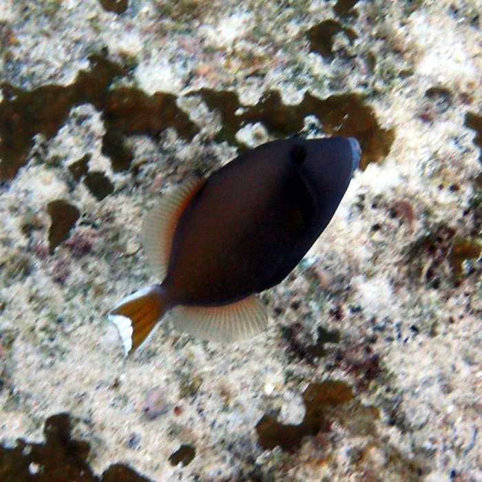 Sufflamen chrysopterum