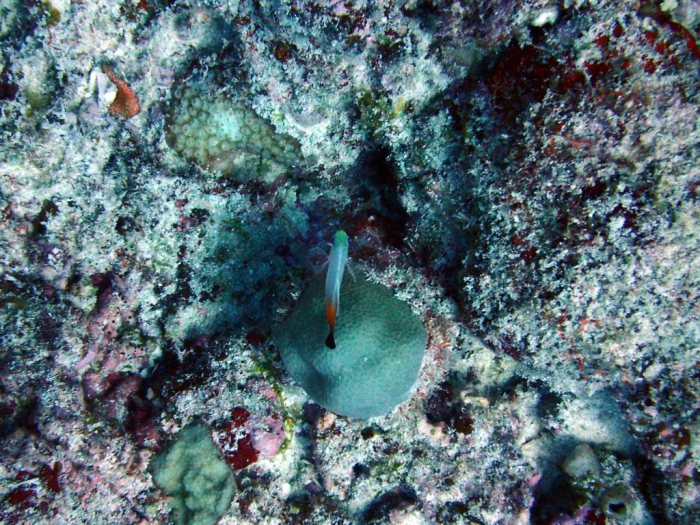 Nemateleotris magnifica