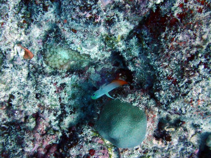 Nemateleotris magnifica