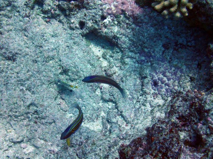 Cirrhilabrus laboutei
