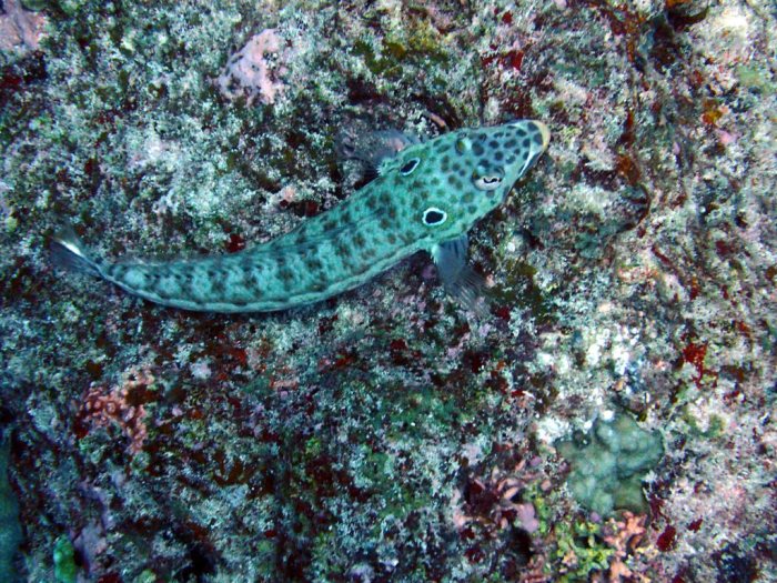 Parapercis clathrata