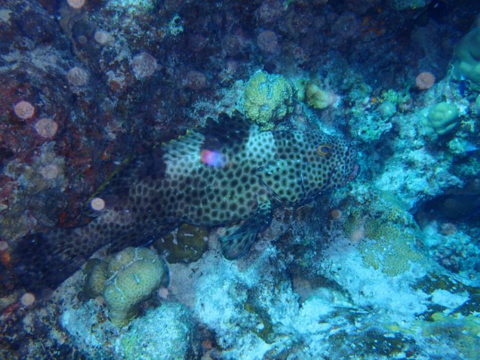 Epinephelus maculatus
