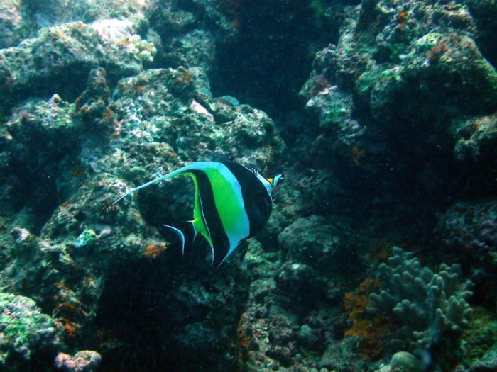 Zanclus cornutus