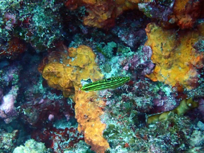 Poissons osseux