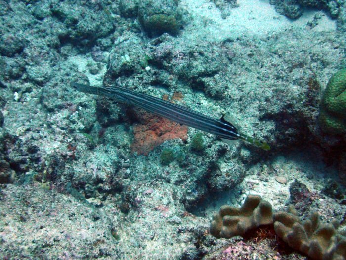 Aulostomus chinensis